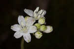 Speckled wood-lily <BR>White clintonia